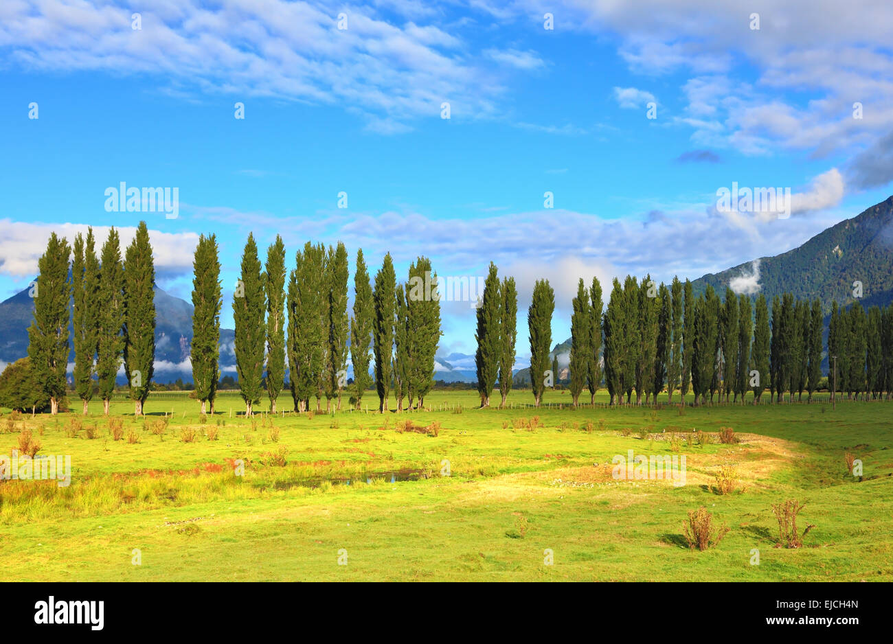 Along green fields avenues of cypresses Stock Photo