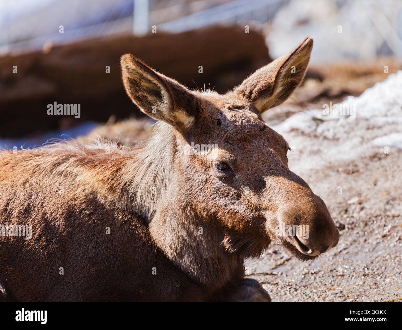Elk in park Stock Photo Alamy