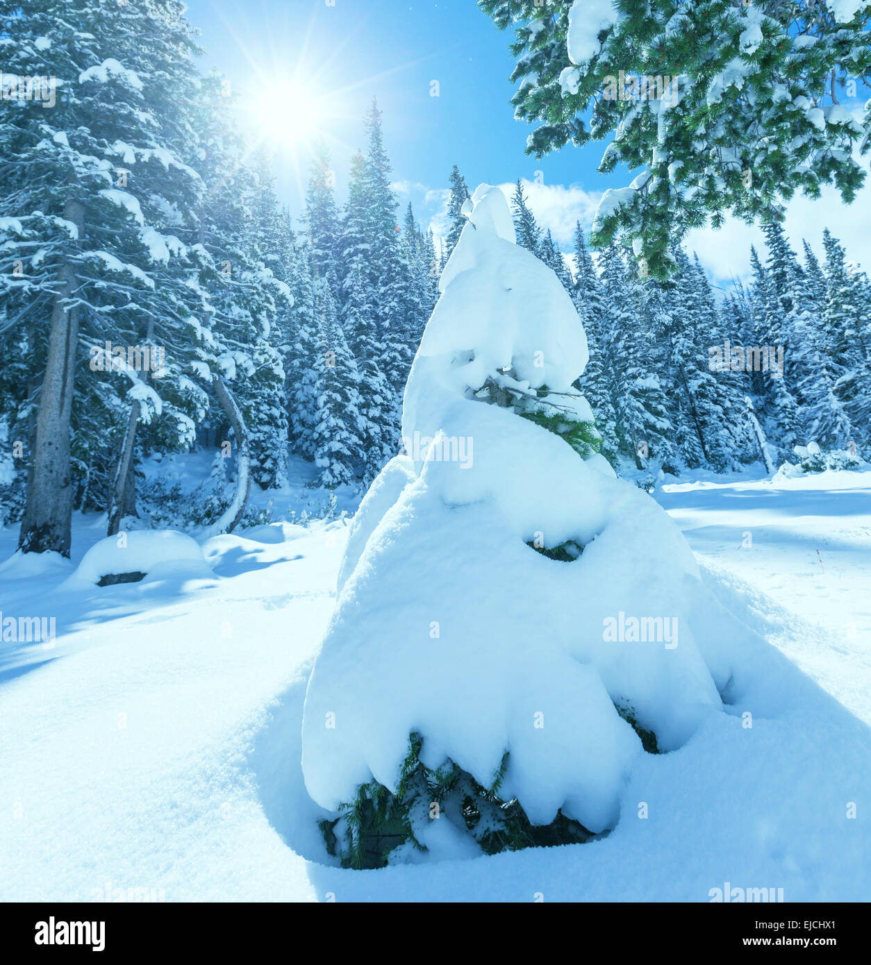 Winter in forest Stock Photo - Alamy