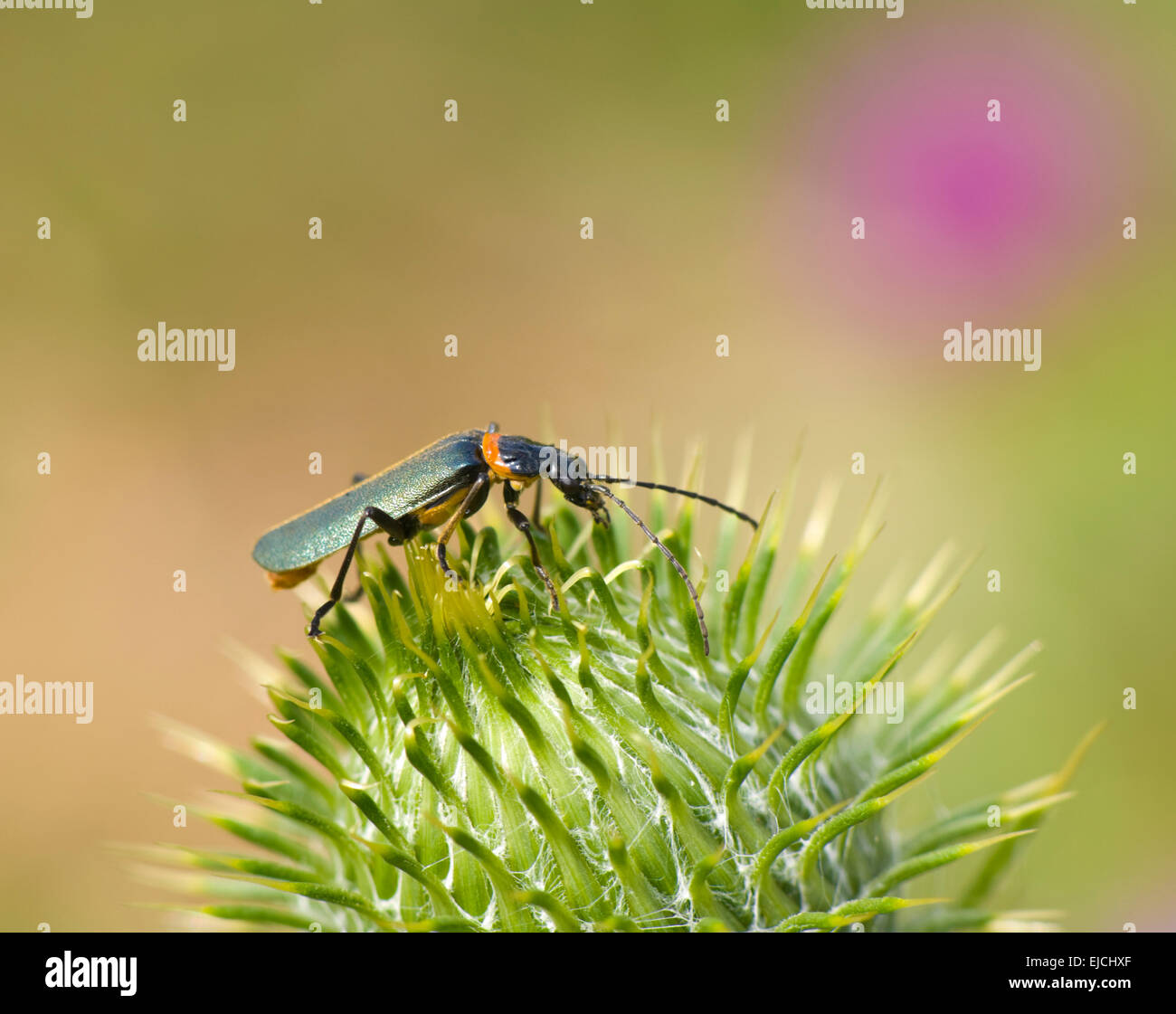 Plague Soldier Beetle (Chauliognathus lugubris), New South Wales