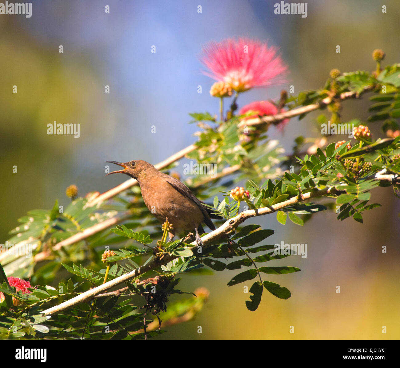 Dusky Honeyeater (Myzomela obscura) on a branch, calling - Queensland, Australia Stock Photo