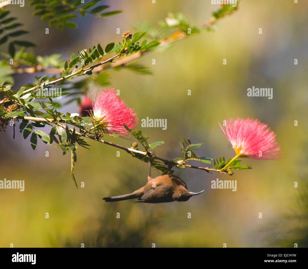 Dusky Honeyeater (Myzomela obscura) upturned on a branch with Myrtaceae flowers - Queensland, Australia Stock Photo