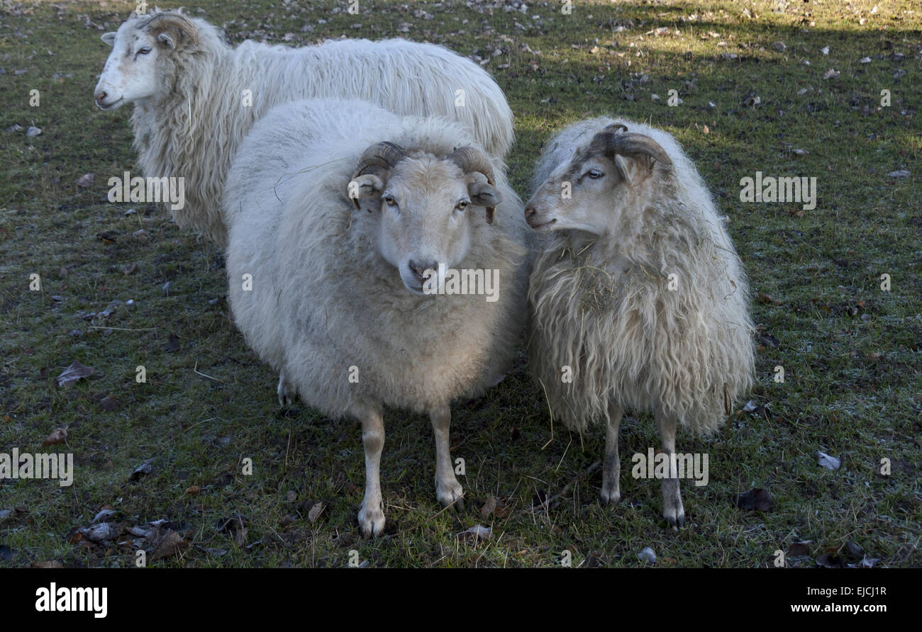 Sheep (Ovis) Stock Photo