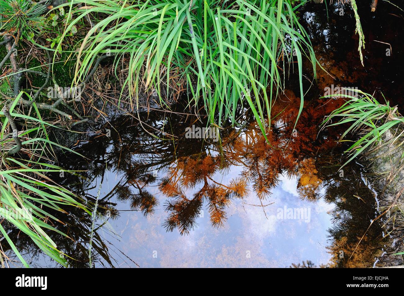 Water reflection in bog water Stock Photo Alamy