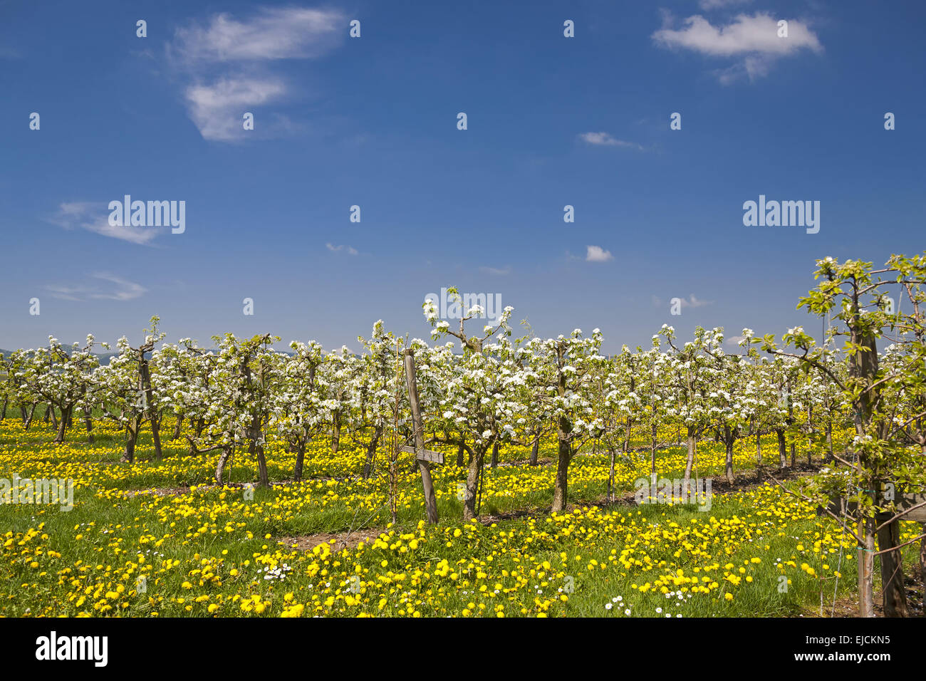 Blossoming fruit trees Stock Photo