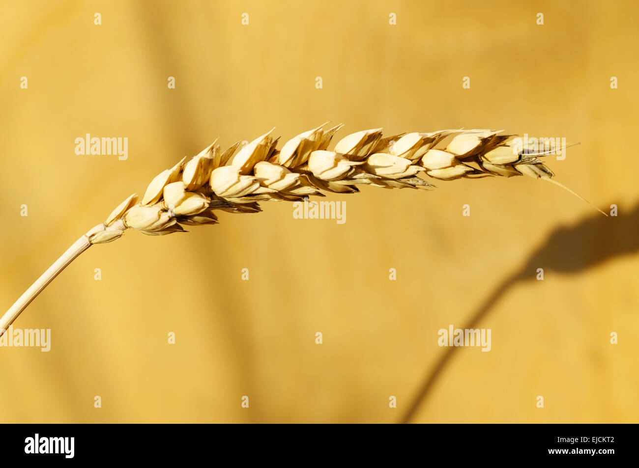 Wheat of ear hi-res stock photography and images - Alamy