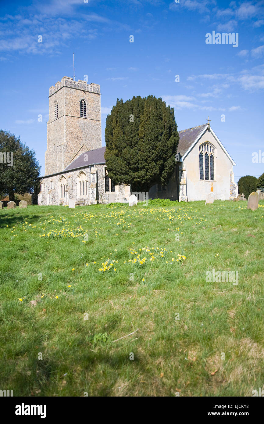 Daffodils in spring at All Saints church, Great Glemham, Suffolk, England Stock Photo