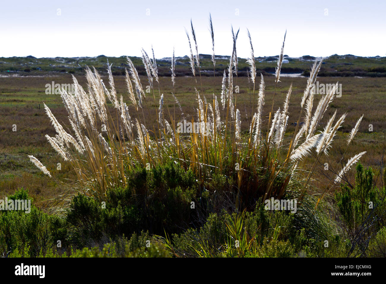 Pampas Grass at Point Mugu California Stock Photo Alamy