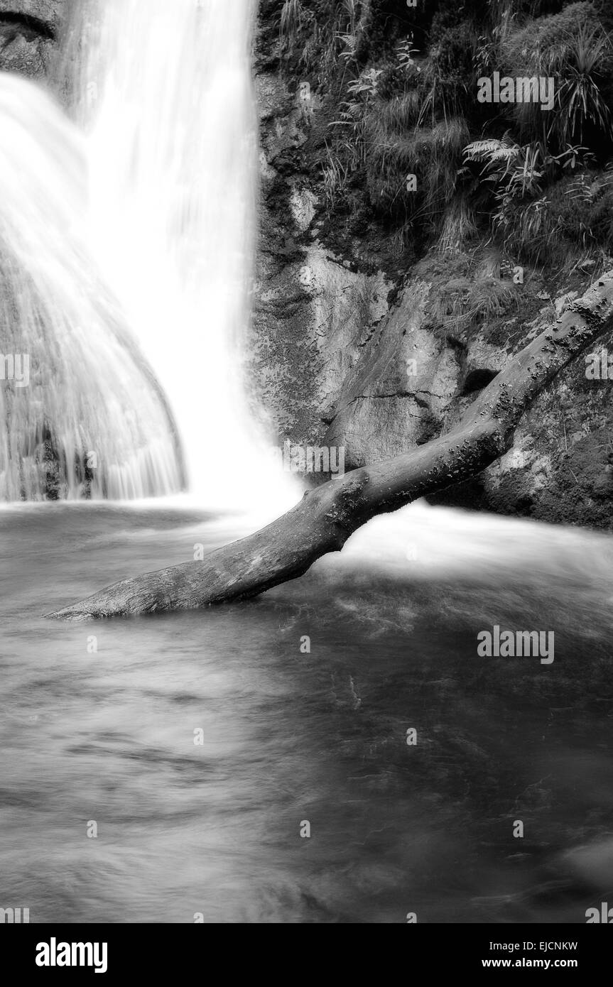 Water and the tree trunk black and white Stock Photo