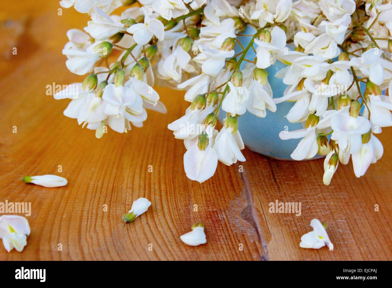 White Wisteria Spring Blossom Flowers Stock Photo Alamy