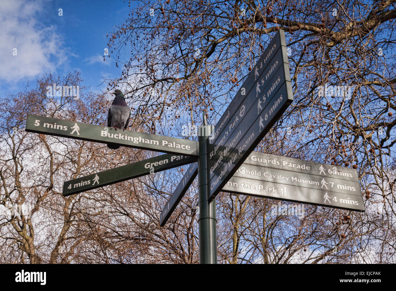 Pigeon perched on sign for Buckingham Palace, London, winter. Stock Photo