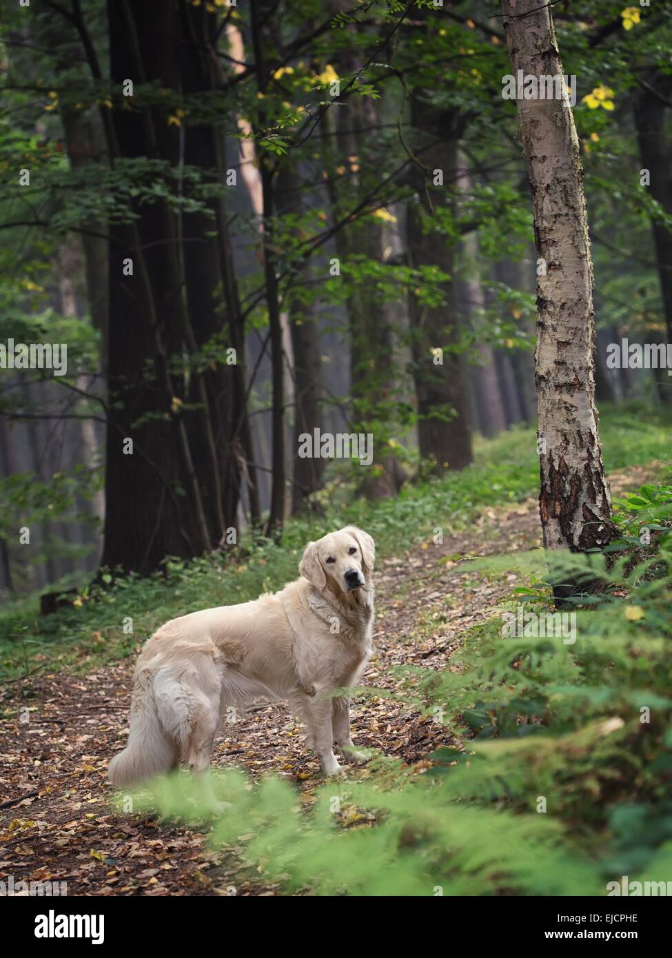 Cute dog in the woods Stock Photo - Alamy