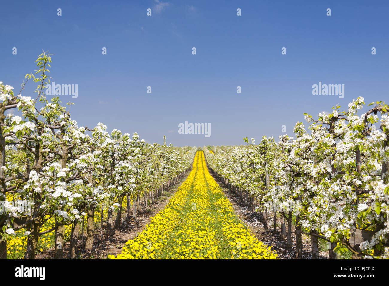Blossoming fruit trees Stock Photo