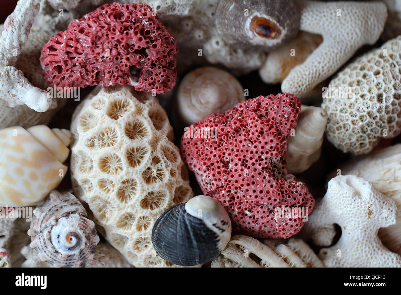 Corals, Shells and Snails Stock Photo