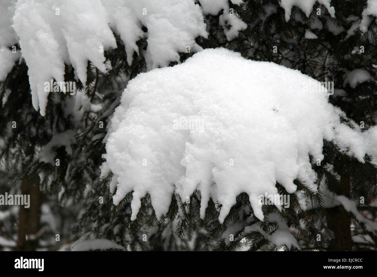 Forest Ranger Snow Snow ranger hi-res stock photography and images - Alamy