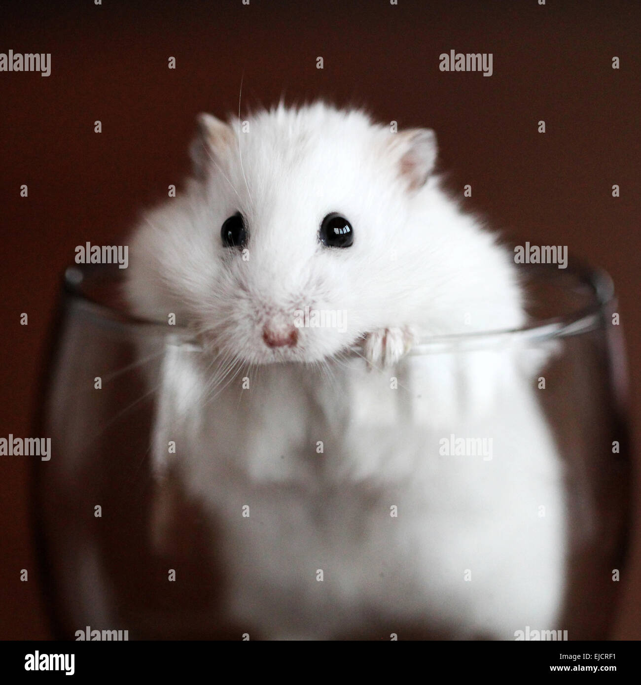 Siberian Dwarf Hamster Stock Photo - Alamy