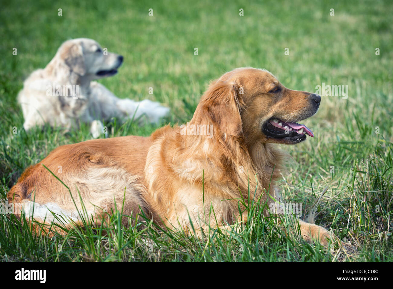 Portrait young dog playing in the meadow Stock Photo - Alamy