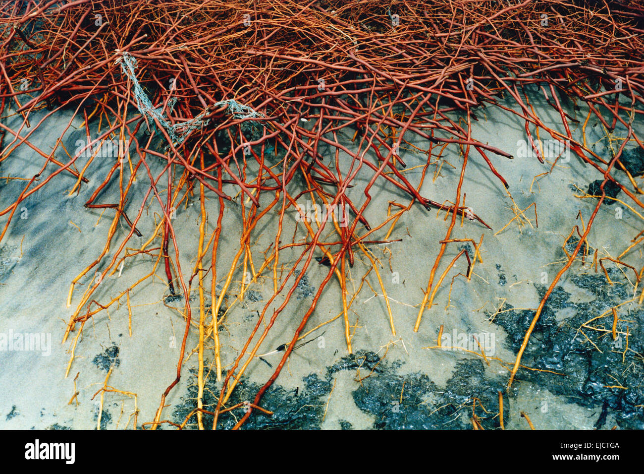 Roots of Palm Trees Stock Photo Alamy