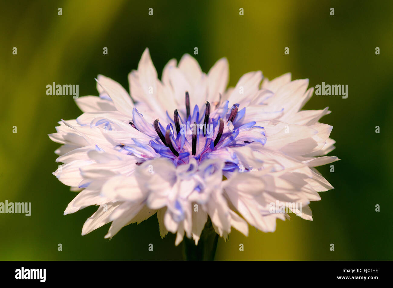 cornflower at the wither Stock Photo