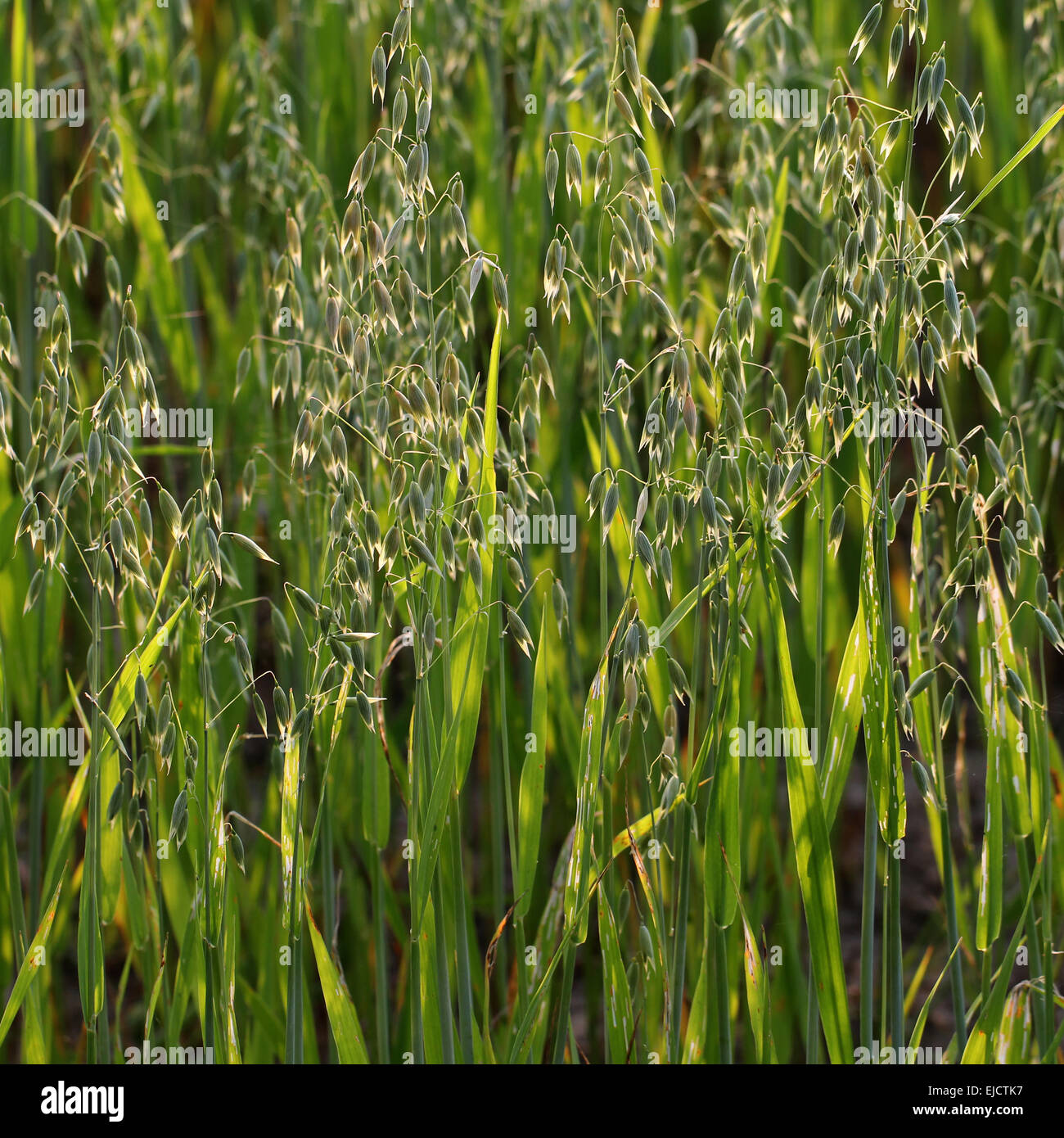 Oats Stock Photo Alamy oats-stock-photo-alamy