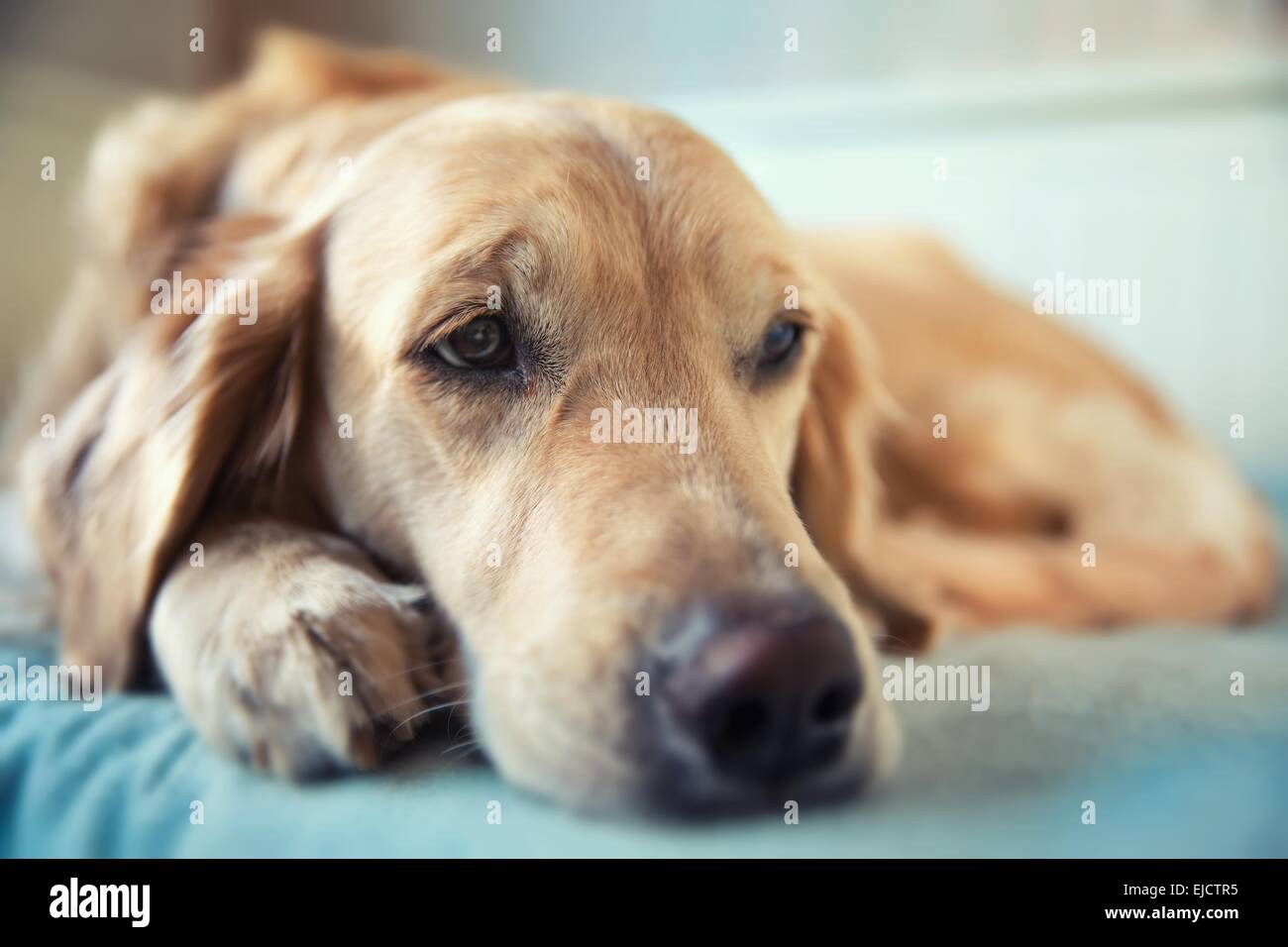 Dog lying on the bed - golden retriever Stock Photo - Alamy