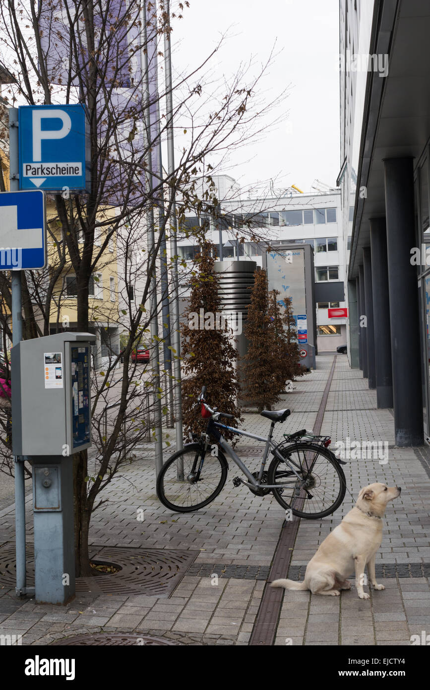 Dog waiting in parking zone to owner Stock Photo