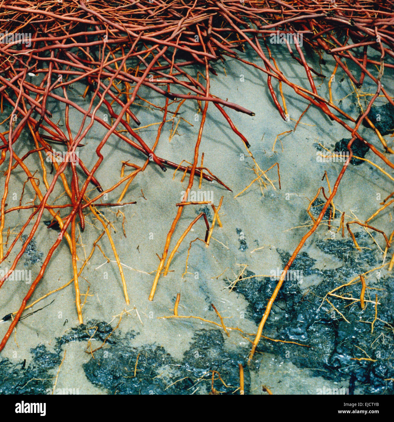 Roots of Palm Trees Stock Photo Alamy