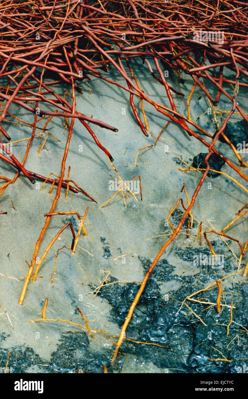 Roots of Palm Trees Stock Photo Alamy