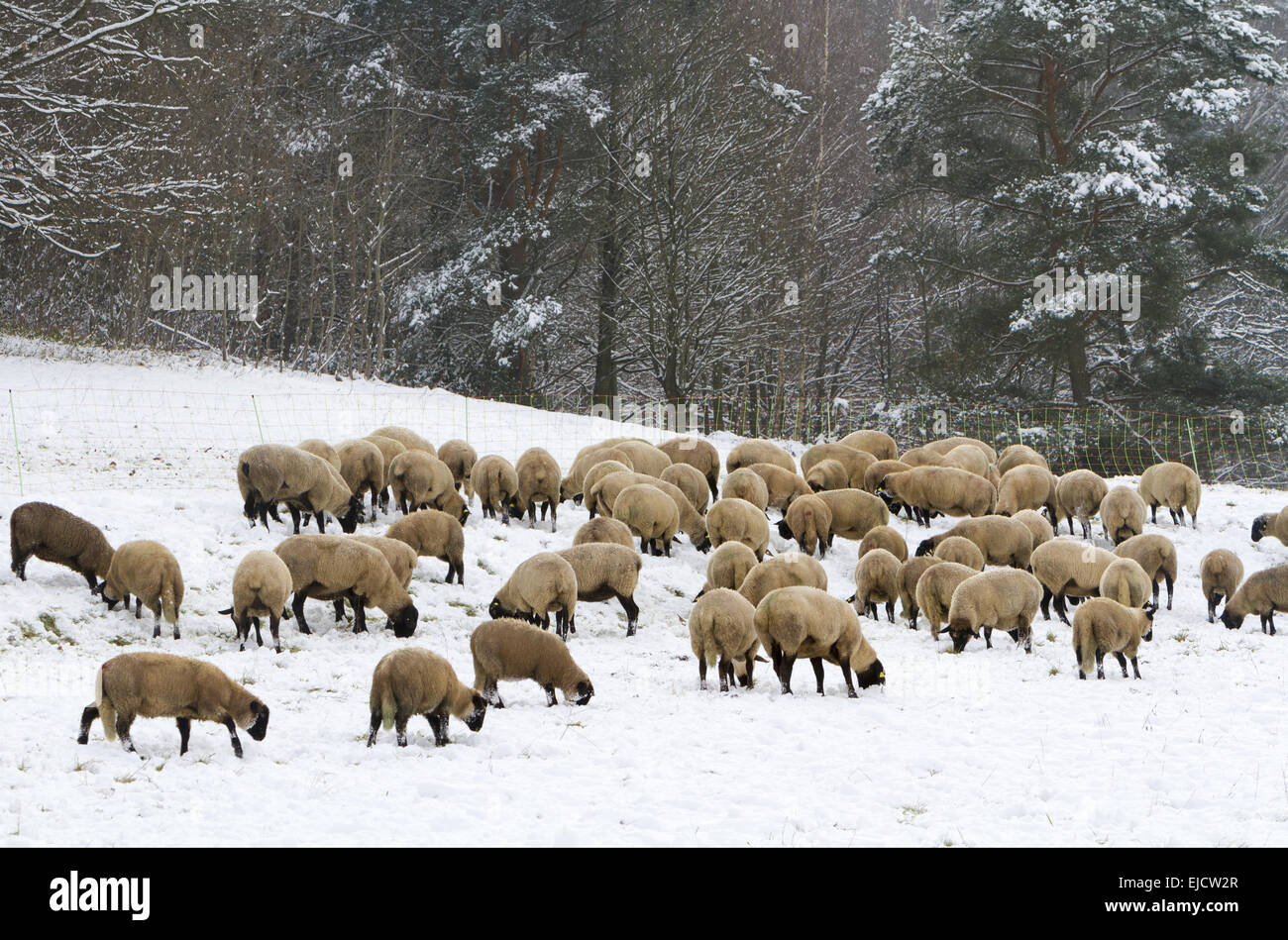 Flock of sheep in the snow Stock Photo