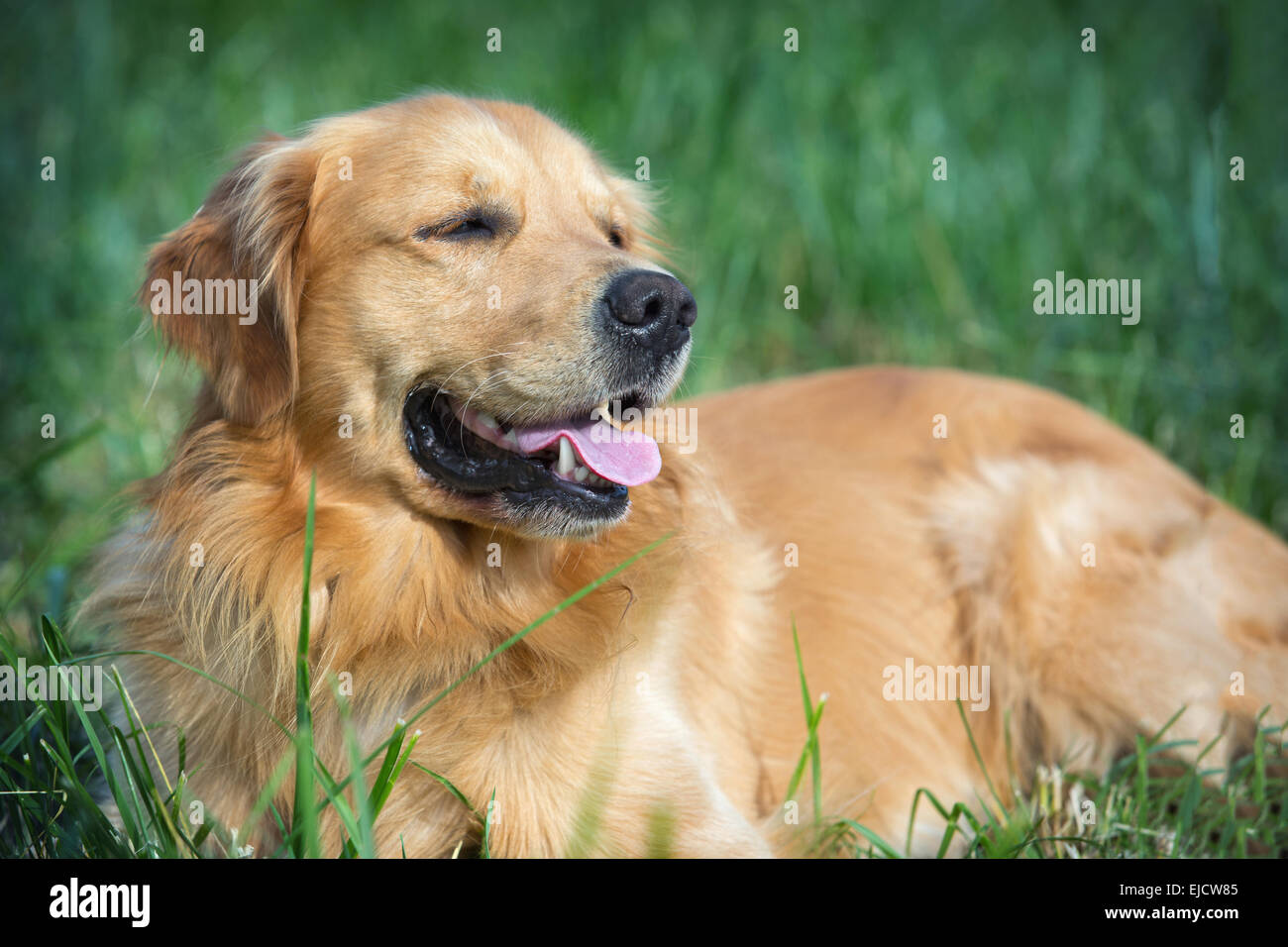 Portrait young dog playing in the meadow Stock Photo - Alamy