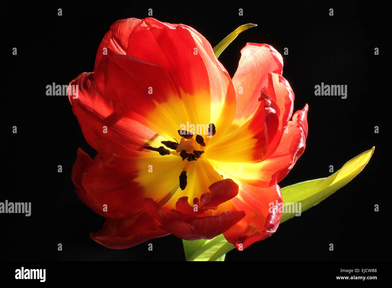 Tulip joy hi-res stock photography and images - Alamy