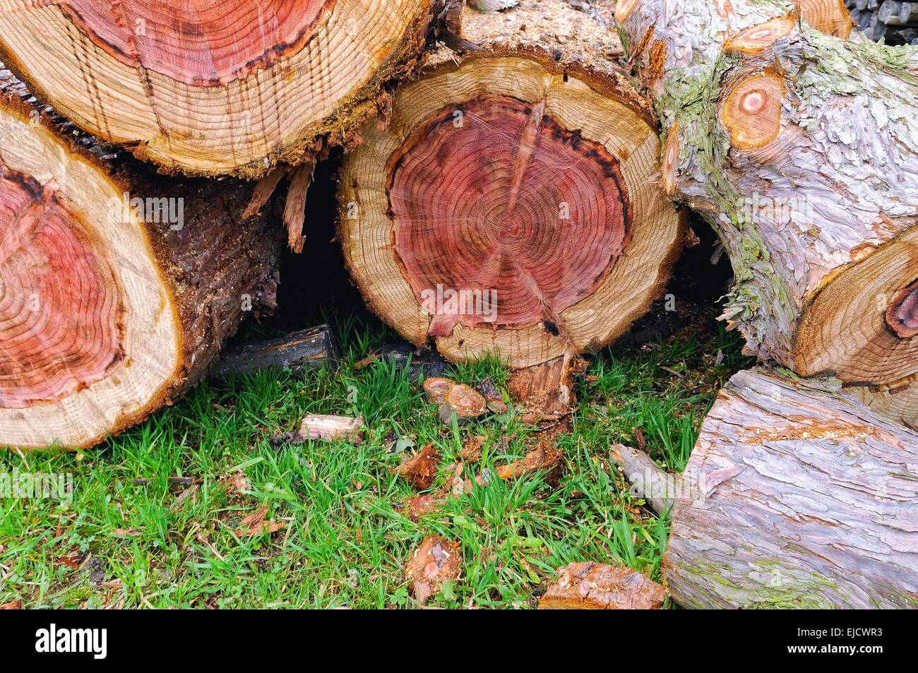 process for firewood directed sequoia wood Stock Photo