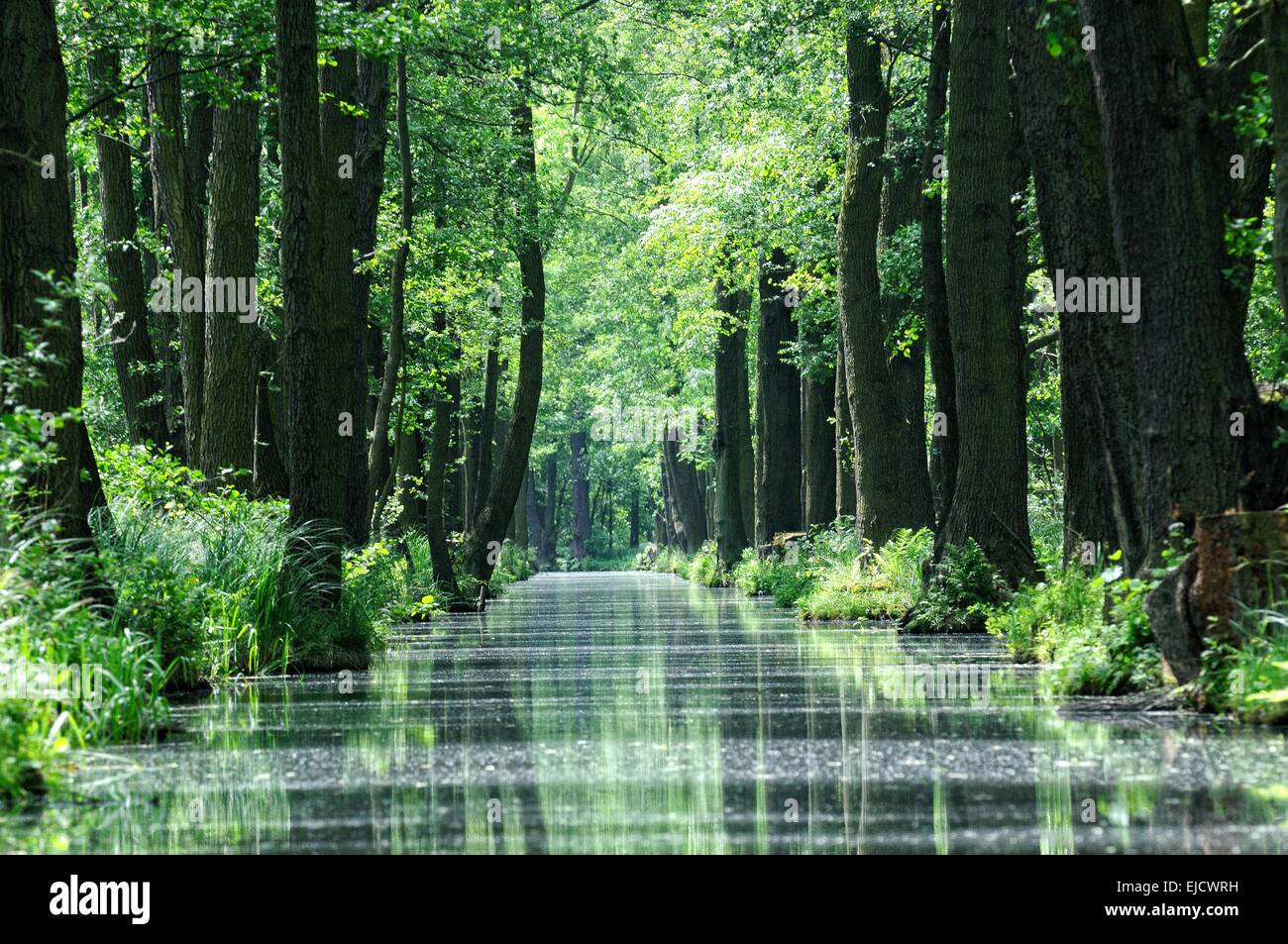 New Spree Burg-Kauper-Leipe Spreewald forest Stock Photo