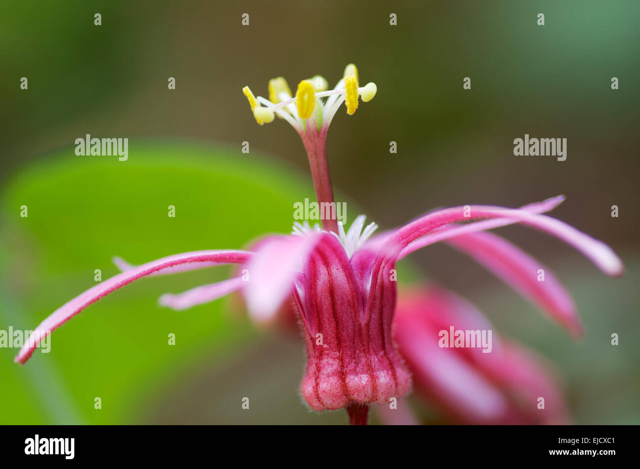 Pink Passiflora Stock Photo