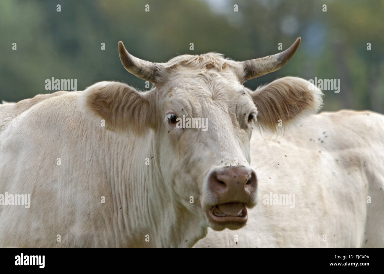 Charolais beef Stock Photo