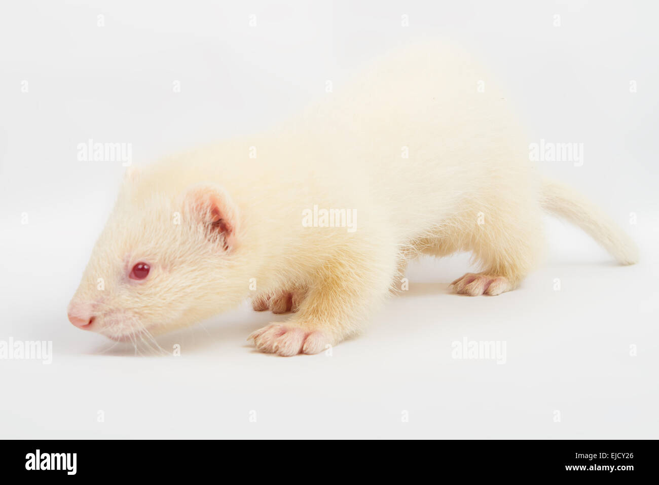Full albino hi-res stock photography and images - Alamy