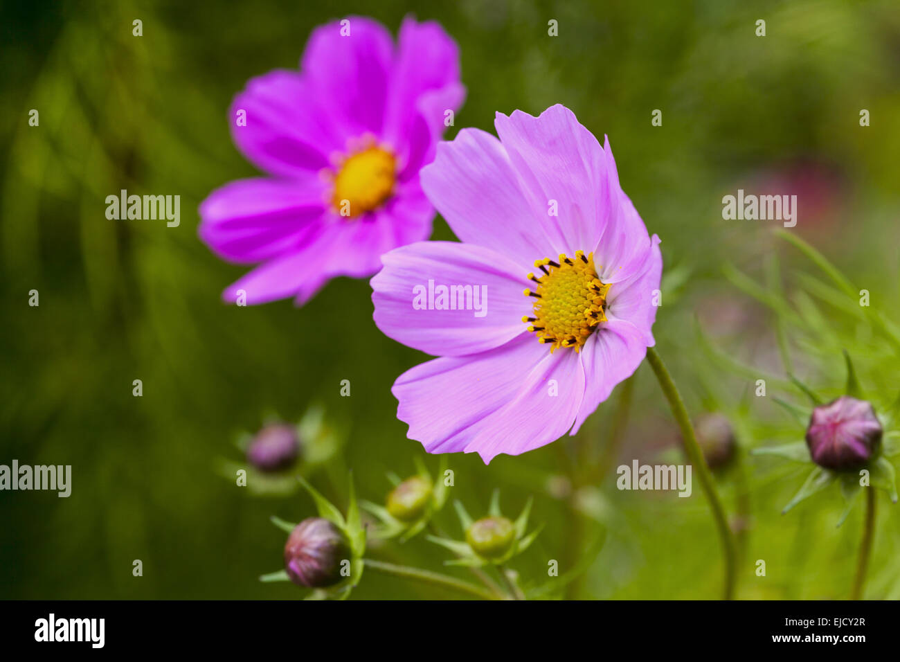 Mexican aster Stock Photo