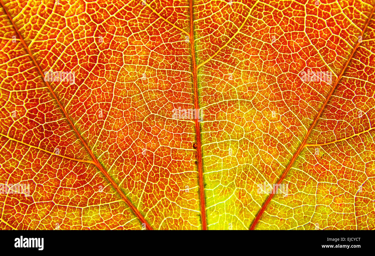 Structure leaf hi-res stock photography and images - Alamy