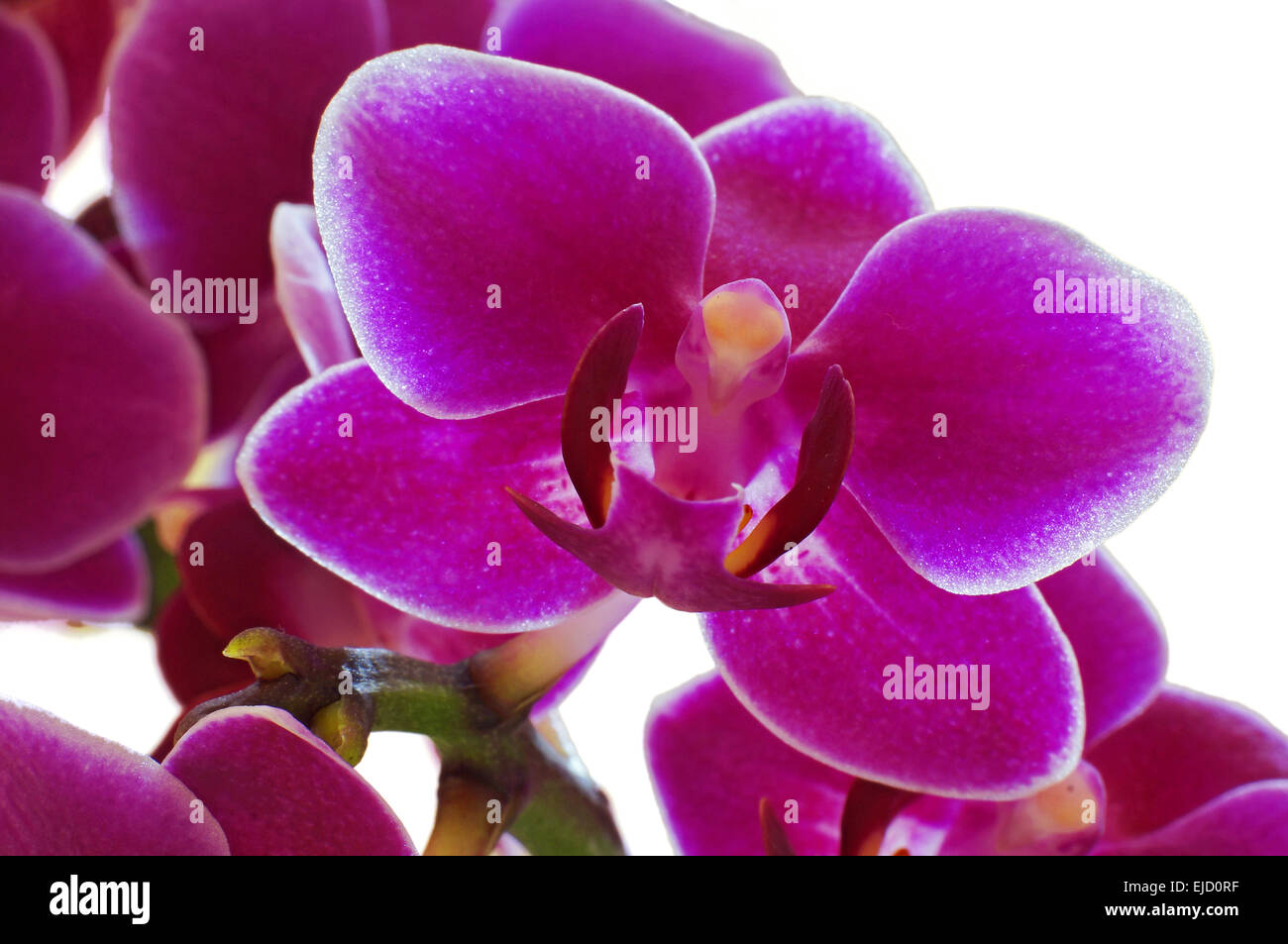 Orchid (Orchidaceae Phalaenopsis) Stock Photo