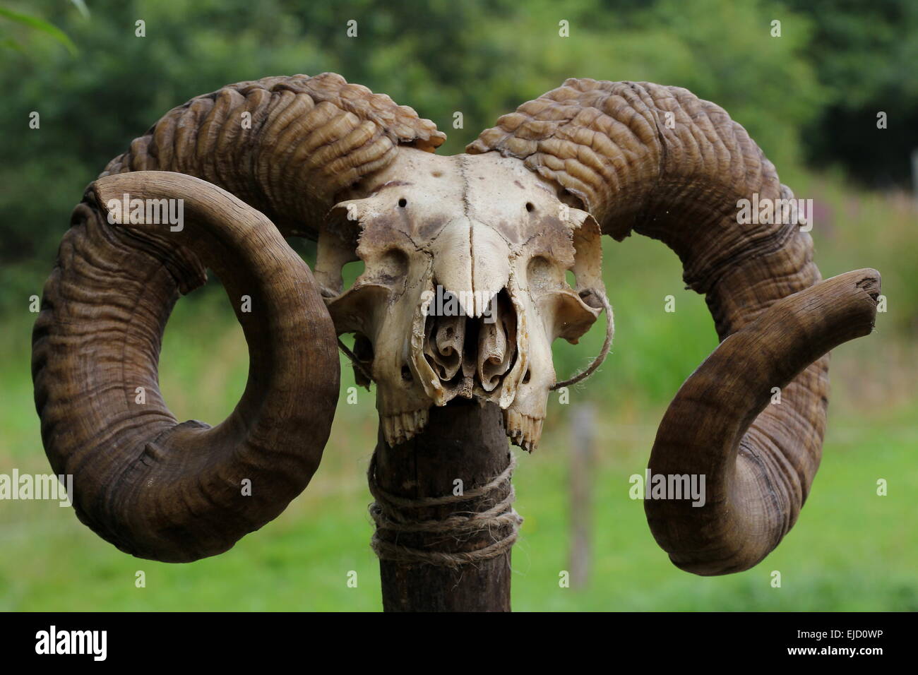skull Stock Photo