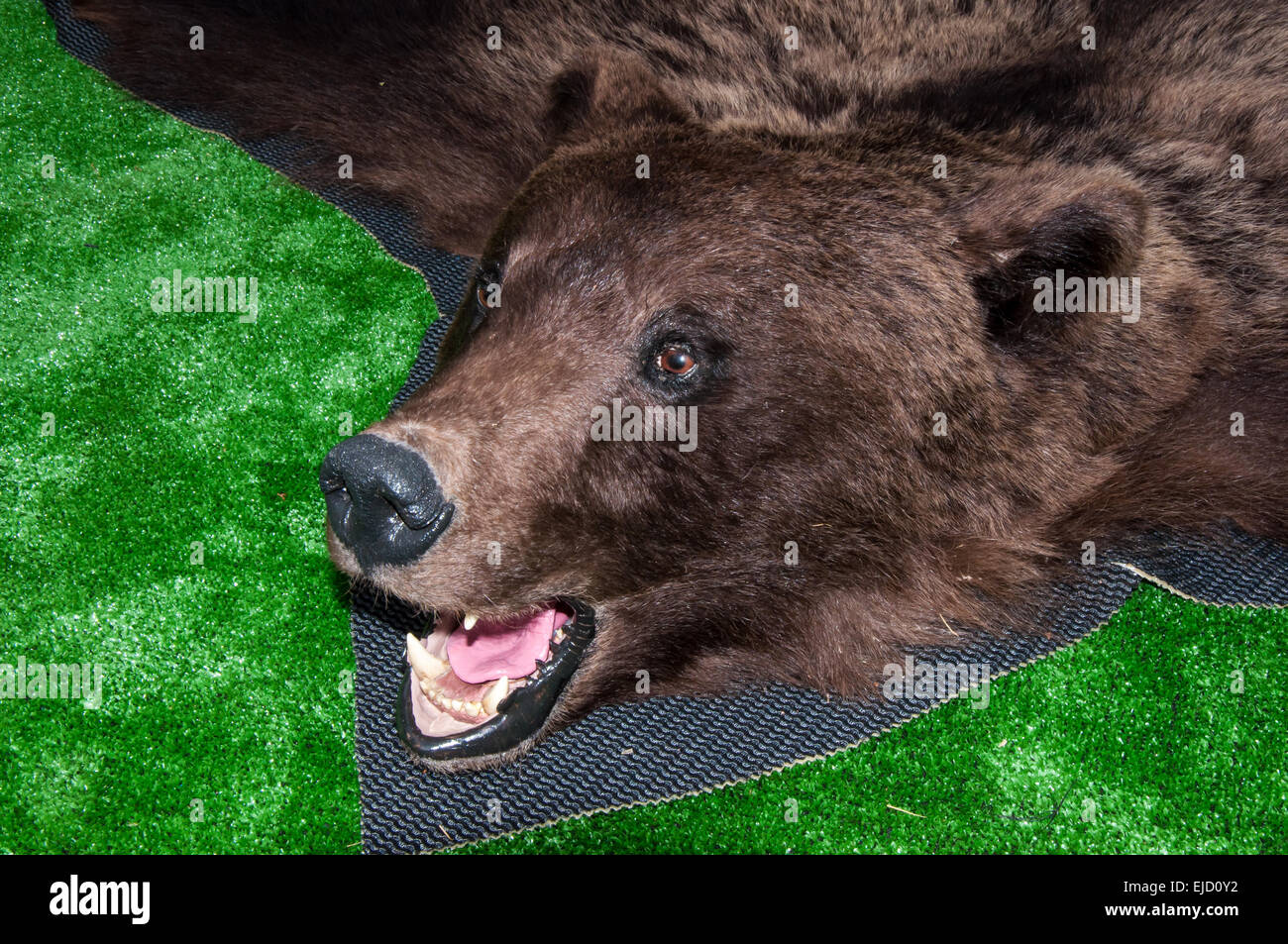 The brown bear is predatory mammal of the family bear, one of the largest  and most dangerous land-based predators Stock Photo - Alamy