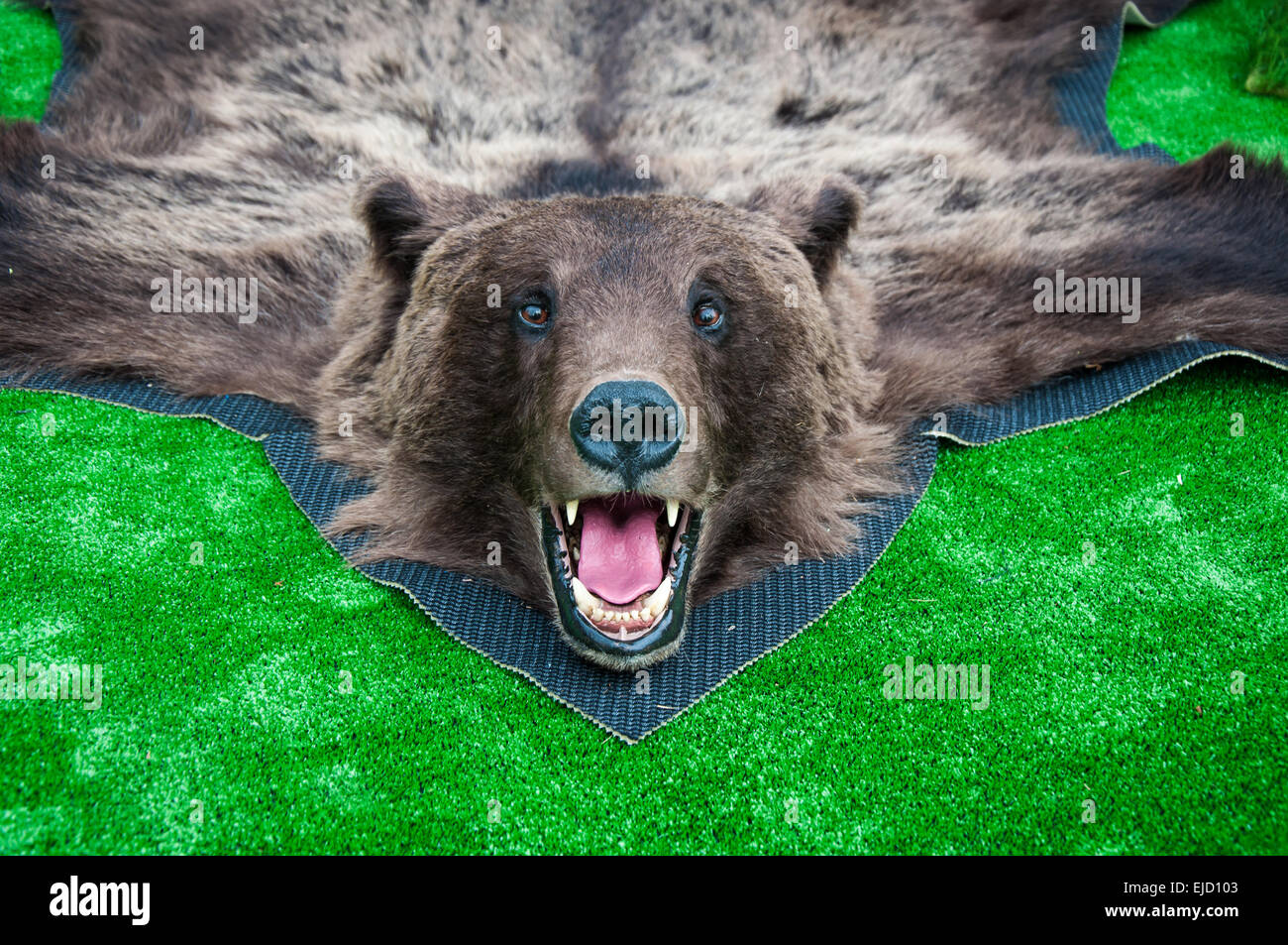 The brown bear is predatory mammal of the family bear, one of the largest and most dangerous land-based predators Stock Photo