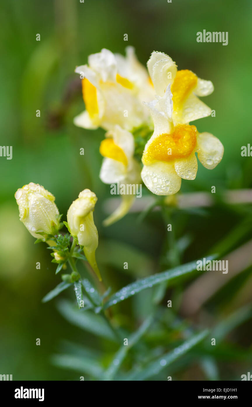 Yellow autumn flower Stock Photo
