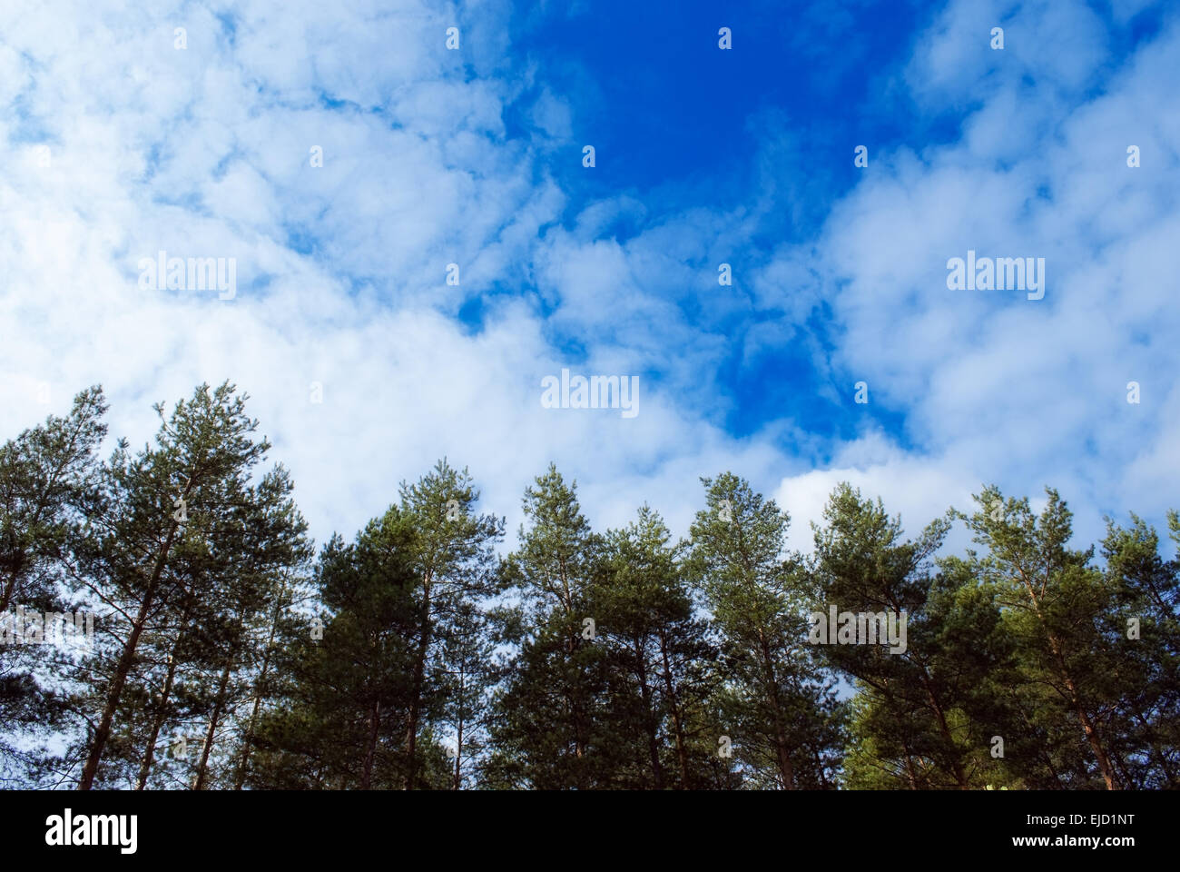 beautiful pine forest landscape with the sky Stock Photo - Alamy
