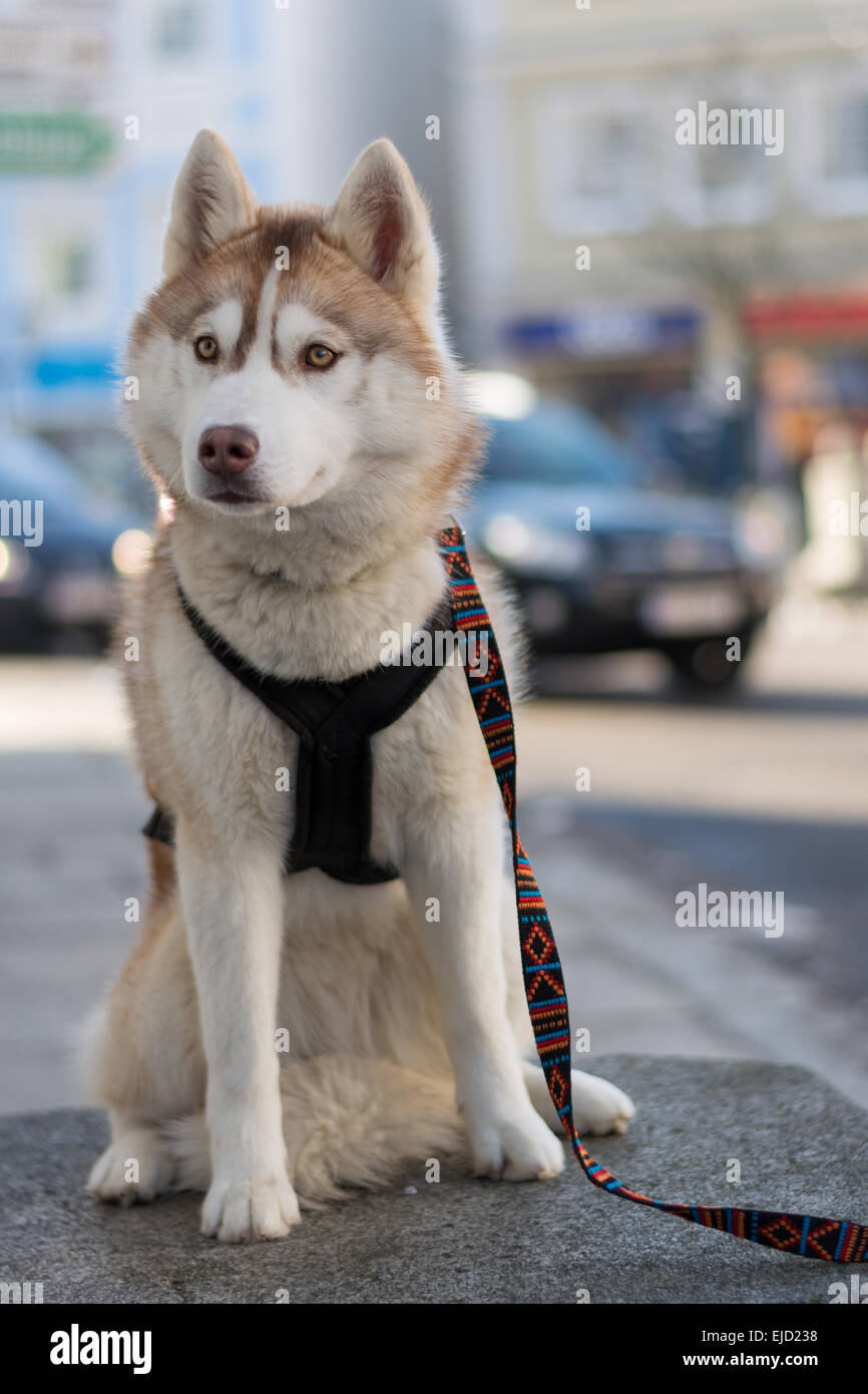 young husky waiting on leash Stock Photo