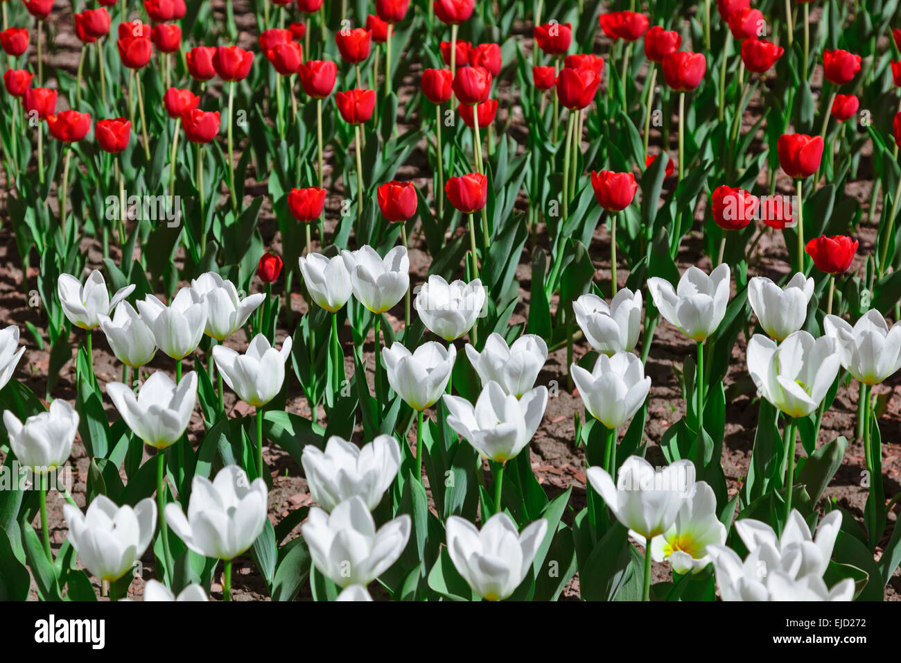 Flowers - nature background Stock Photo - Alamy