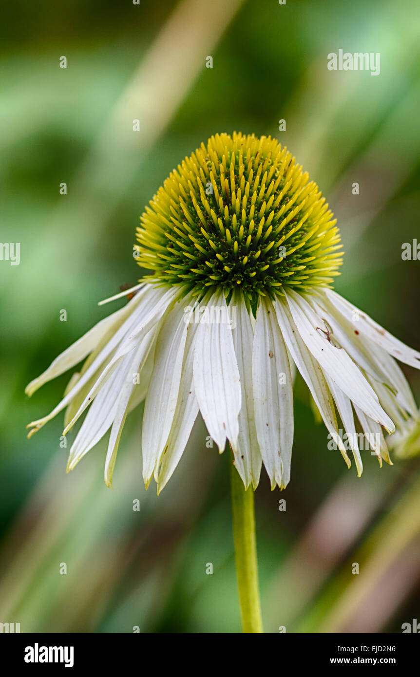 Echinacea Flower Stock Photo