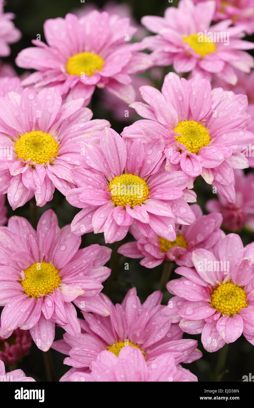 beautiful Chrysanthemum flower blooming in the garden Stock Photo Alamy