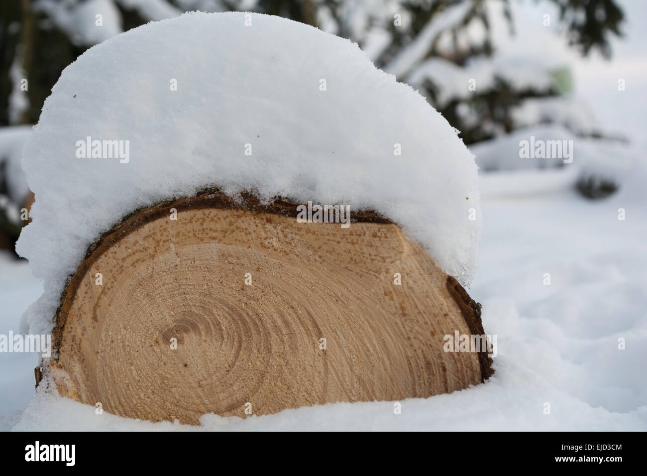 Rings of a tree in winter Stock Photo