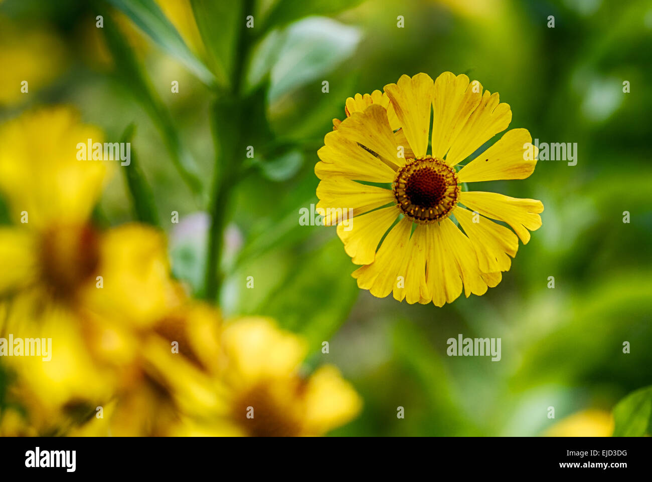 Yellow autumn flower Stock Photo